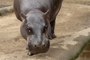 Pygmy hippopotamus - Hexaprotodon liberiensis. Liberian Hippo.