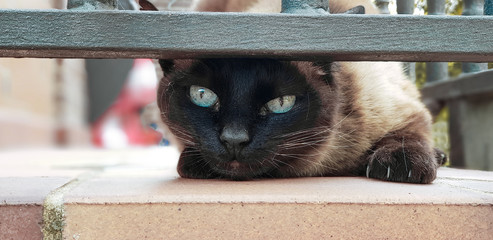Gato siames al acecho desde el balc&oacute;n.