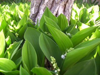 Весна обновление