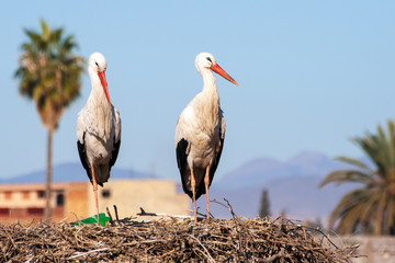 White stork Morocco