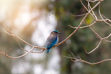 Lonely bird,back view.Indian roller bird perching on branch ,natural bokeh background.