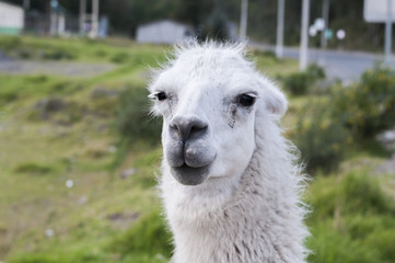 Portrait of a llama (Lama glama) / Portrait of a white llama (Lama glama) looking into the camera.