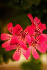 Obraz premium Red flowers