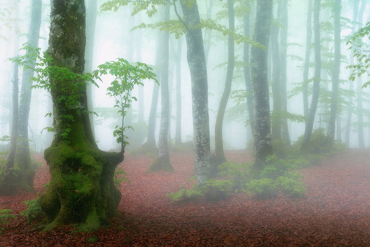 Fototapeta las z mgłą na wiosnę z pięknym światłem