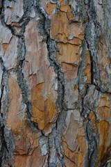 texture of the tree bark. pine