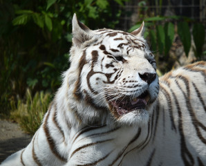 Fototapeta na wymiar tigre de bengala