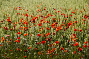 Fototapeta premium mak078