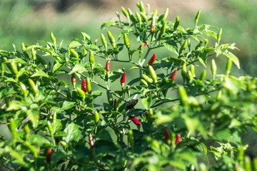 Chili pepper plant on an organic farm in Cambodia.