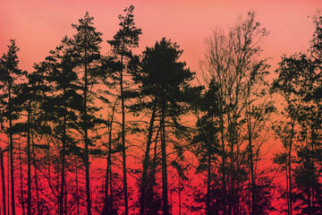 силуэты деревьев на красно-оранжевом фоне © yulanaom
