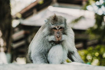 .Pictures of a cute monckey in the monkey forest in Ubud, Bali. Lifestyle. Travel photography