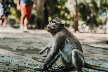 .Pictures of a cute monckey in the monkey forest in Ubud, Bali. Lifestyle. Travel photography