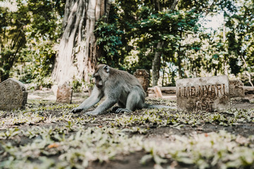 .Pictures of a cute monckey in the monkey forest in Ubud, Bali. Lifestyle. Travel photography