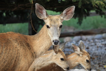 Mama keeping a close watch