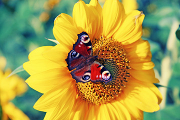 Wunderschöne Sonnenblume mit einem Schmetterling