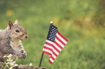 Gray Squirrel poses near USA flag for Memorial Day, Veteran's Day, 4th of July, Labor Day