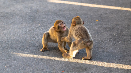 Two young macaques playing. 