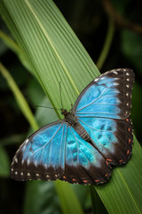 Morpho peleides, butterfly on leaf, blue and green, insect tropical