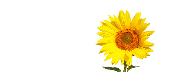 Obraz premium Sonnenblume auf weissem Hintergrund