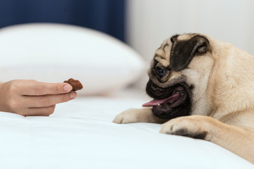 Owner giving food to cute pug and looking waiting for eat feeling so fun and happiness