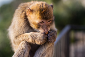 Portrait of a macaque at sunset. 