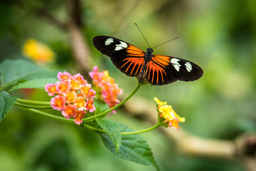 butterfly on flowers, insect tropical colorful