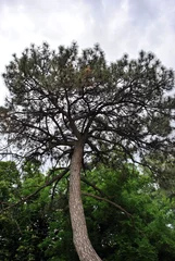 Old pine tree on the edge of green forest, cloudy sky background