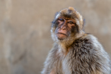 Portrait of a macaque at sunset. 
