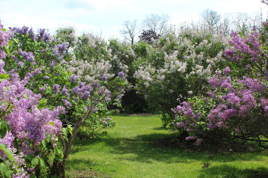 Grass path through pink, purple and white lilac bushes