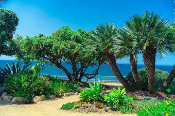 Trees by the ocean