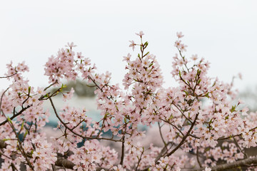 Sakura or Cherry blossom flower at Nara Park Osaka Japan