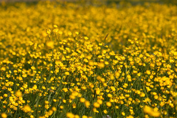 Fototapeta premium Butterblumen