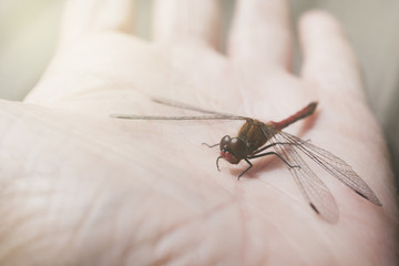 небольшая стрекоза на ладони 