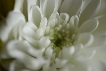Fototapeta premium the heart of the flower