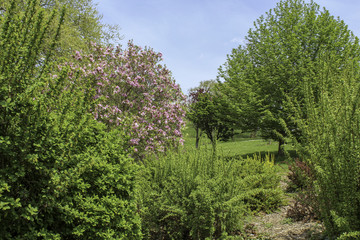 Spring trees in the park, Blooming pink crabapple tree. Green grass and bright sunshine