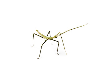 Annam Stick Insect. Annam Walking Stick.