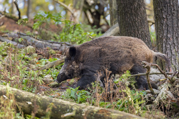 Naklejka na ściany i meble Wildschwein