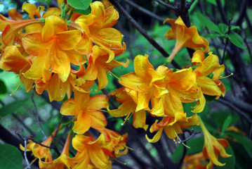 Yellow rhododendron flowers, soft  blurry background