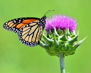 Butterfly on a flower