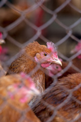 Chickens on the farm. Toned, style, color photo.