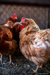 Chickens on the farm. Toned, style, color photo.