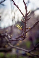 Blossoming buds of pear tree.