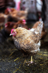 Chickens on the farm. Toned, style, color photo.