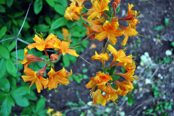Yellow rhododendron flowers, soft  blurry ground background, top view
