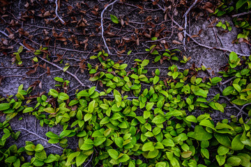 壁と葉　The wall is covered with ivy.
