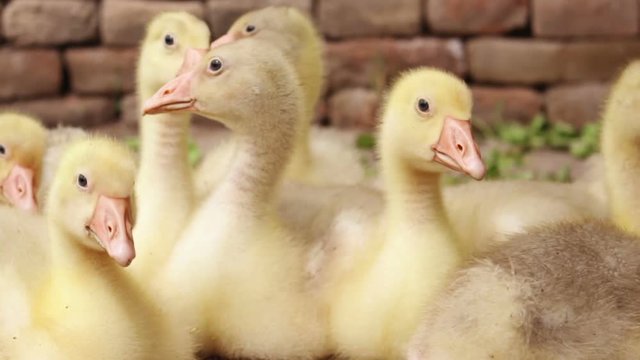 Fluffy Goslings in a Backyard. Adorable Baby Animals
