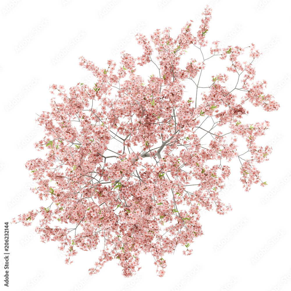 Wall mural top view of flowering peach tree isolated on white background