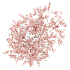 Fototapeta premium top view of flowering peach tree isolated on white background