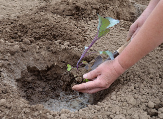 transplanting vegetable plants in spring and summer in the garden in the soil