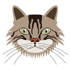 Avatar of a cat. Cat breeds