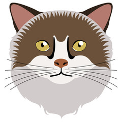 Birman cat avatar. Cat breeds